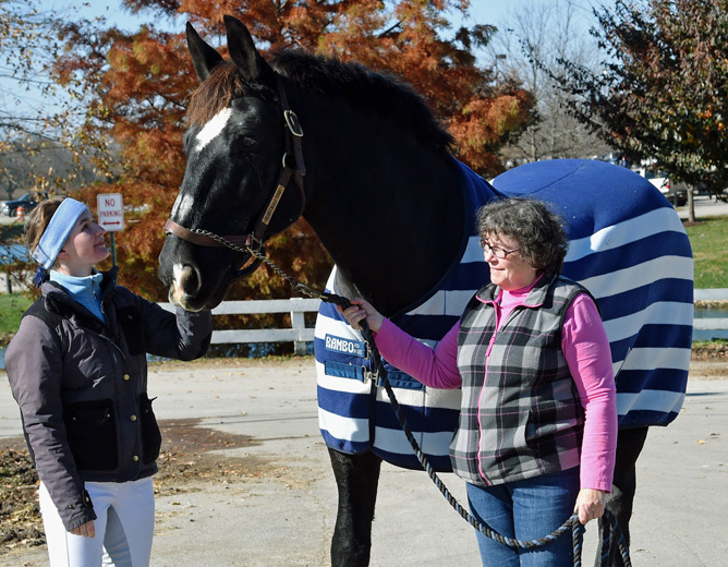 Percheron Draft Horse